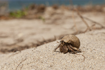 Einsiedlerkrebs Thailand