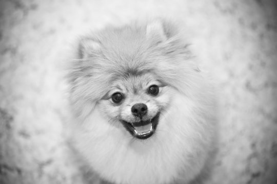 black and white photo of the dog Spitz