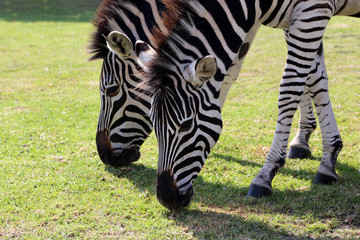 Fototapeta na wymiar Zebras eating