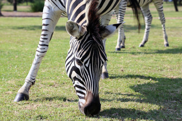 Zebra