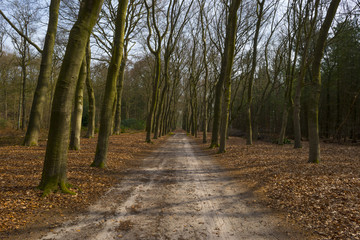 Footpath through a beech forest in spring