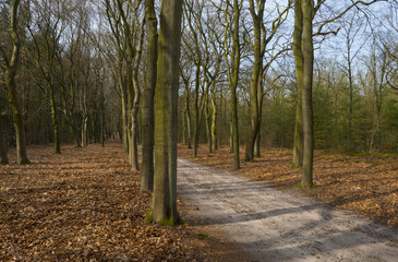 Footpath through a beech forest in spring