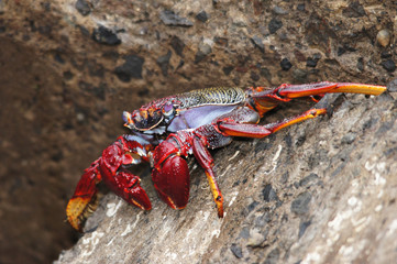Sally Lighfoot, Grapsus webbi