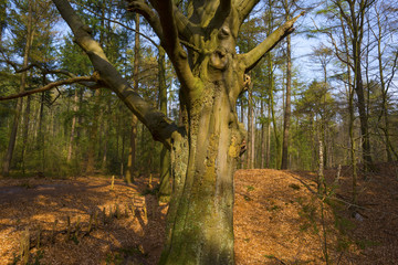 Fototapeta premium Beech forest in sunlight in spring