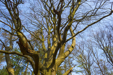 Canopy of an old beech in spring