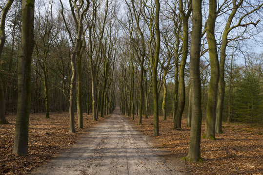 Footpath through a beech forest in spring