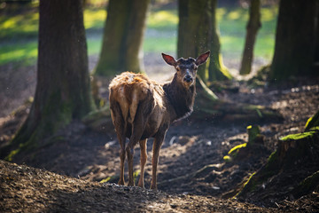 red deer in a forest
