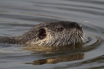 Wild nutria swimming in the water. Detail - head only.