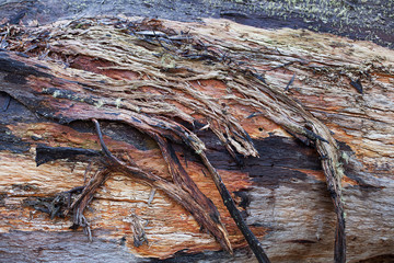 Bark Texture