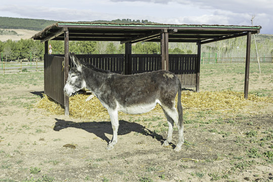 Donkey in cabin