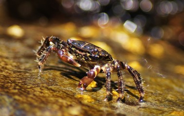 Marbled Rock Crab, Pachygrapsus marmoratus