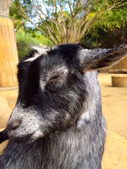 Sleeping Petting Zoo Goat