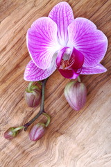 Orchidea con boccioli