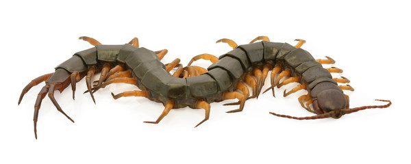 closeup of one brown centipede on white background