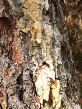 Pine Resin