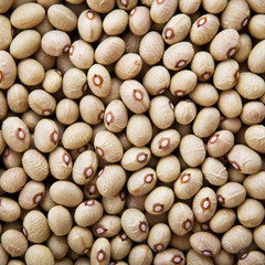 Beans close up