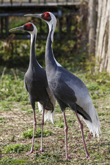 Witnekkraanvogel