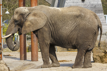 Naklejka premium Afrikaanse olifant
