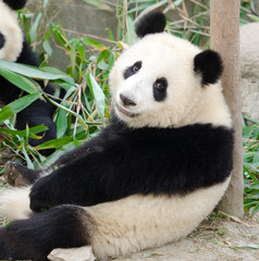 Obraz na płótnie Canvas Giant Panda, Sub-adult. Chengdu, China