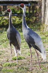 Witnekkraanvogel