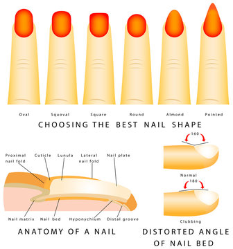 Nail shape. Anatomy of a nail