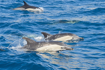 Delfini nell'oceano