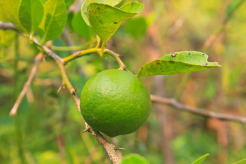 green lemon on the lemon tree in organic farm