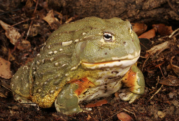African Bullfrog.