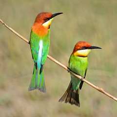 Chestnut-headed Bee-eater