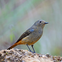 female Blue-fronted Redstart