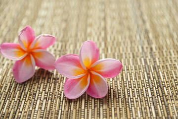 Fototapeta na wymiar Two pink frangipani and woven wicker mat