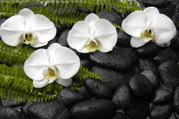 White four orchid with green fern on black pebbles