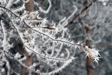 Twig of tree hoar-frost covered