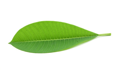 leaf isolated on white background 