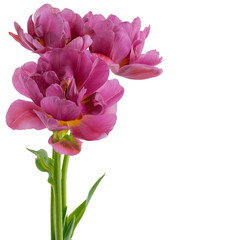 Tulips isolated on white background