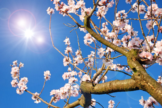 Mandelbl&uuml;ten in der Pfalz und Fr&uuml;hlingshimmel :)