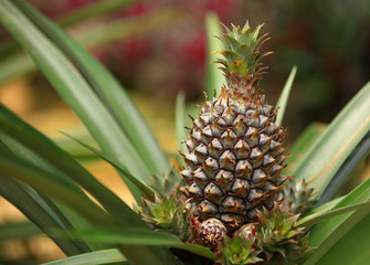 Fototapeta premium Pineapple tropical fruit growing in a farm 