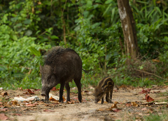 Family of boars in the forest on Tarutao island