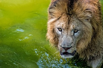 African lion in the water