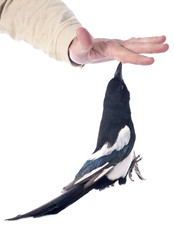 Eurasian Magpie