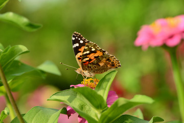 Schmetterling 111