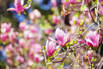 Fototapeta na wymiar magnolia tree blossom
