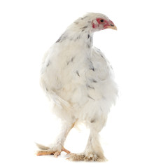 brahma chicken