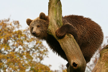 Brown bear on a tree