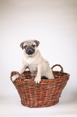 Fawn pug standing in the basket