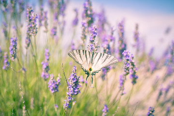 Butterfly at Lavender Bush