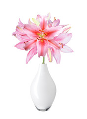 Fototapeta na wymiar Beautiful pink lily in vase isolated on white background