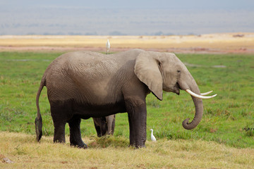 Obraz premium African elephant with calf, Amboseli National Park