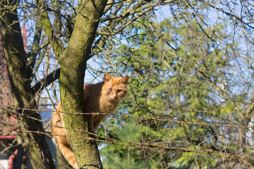 cat on a tree