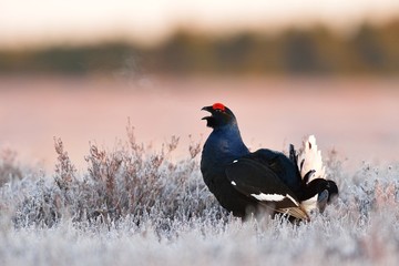 Black grouse shouting in bog